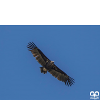 گونه کرکس سیاه Eurasian Black Vulture